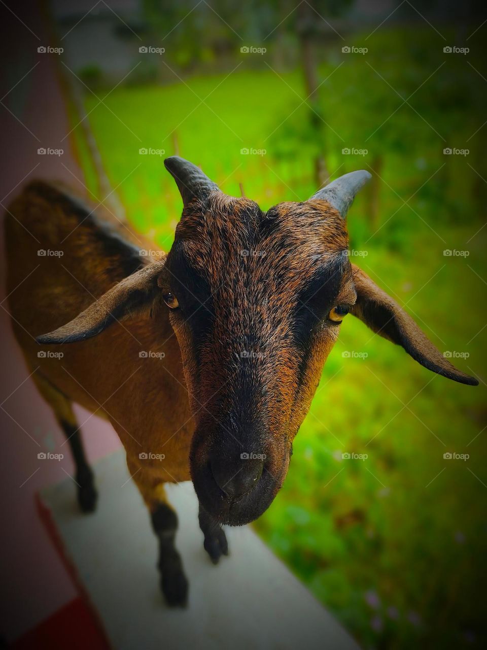 I took the picture of this goat. The picture of the goat is very beautiful.  This picture is a picture of our village goat.