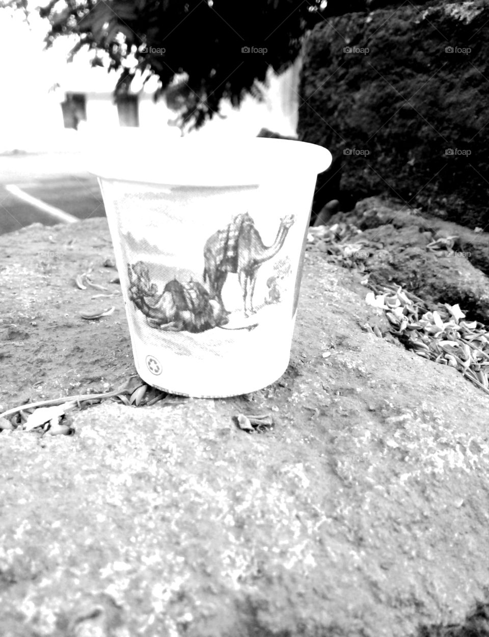 Disposal Cup Photos, Black and White Disposal Photos, Camel Pictures on Disposal Cup, Beautiful Camel Design Disposal Photos, Disposal Black and White Photos, Best Black and White Photos, Camel Great Photos, One for You Memorable photos,camel photo