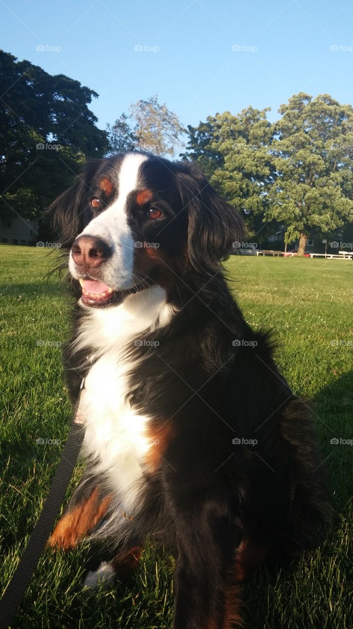 Bernese Mountain dog chilling in the afternoon sun on a breezy warm summer’s day in Vancouver, British Columbia 