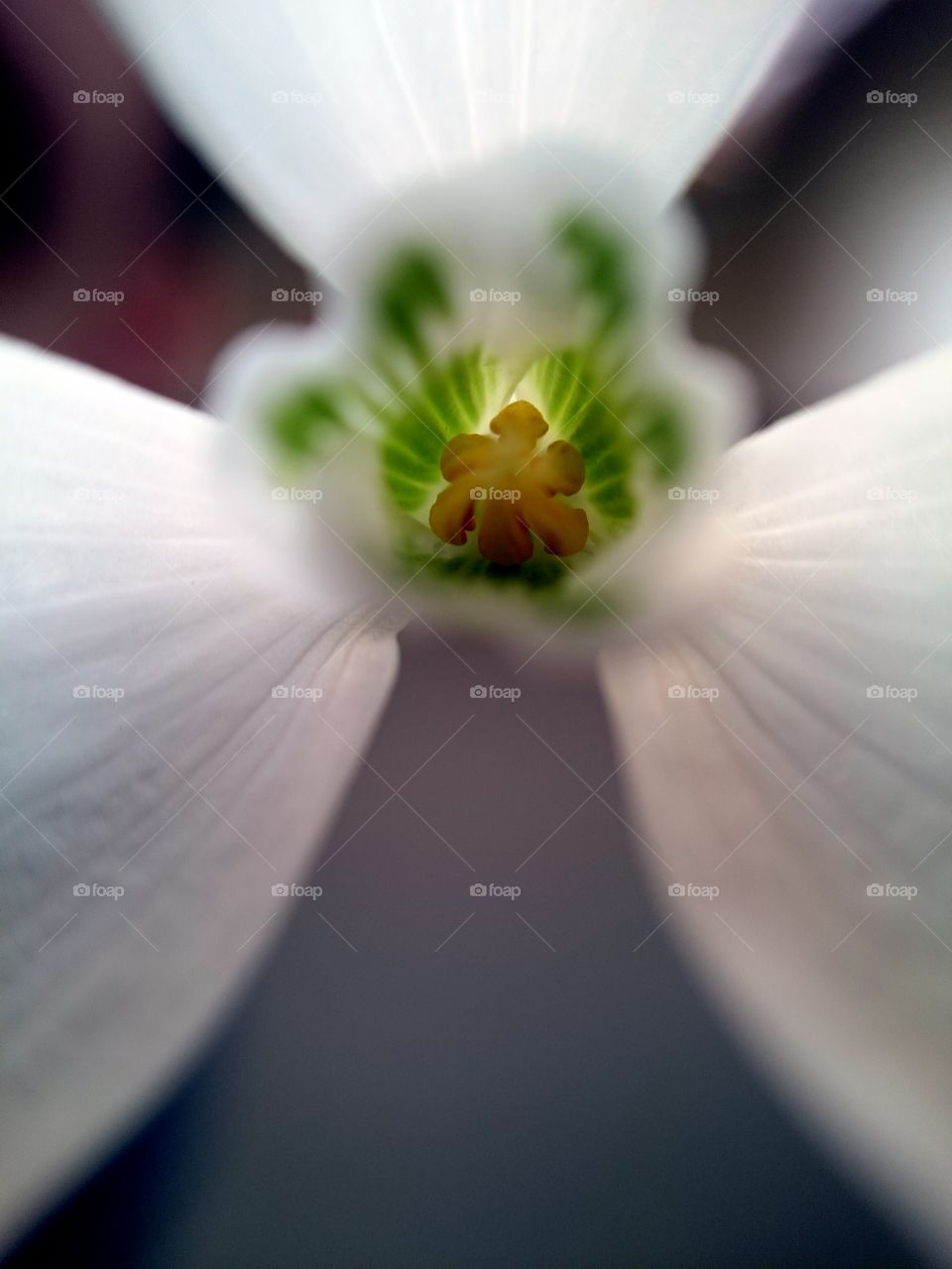 The heart of a snowdrop! . This is the inside of a snowdrop ! 