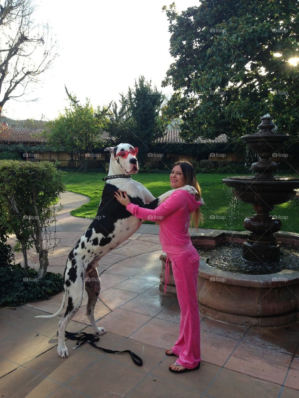 Diego the Great Dane 