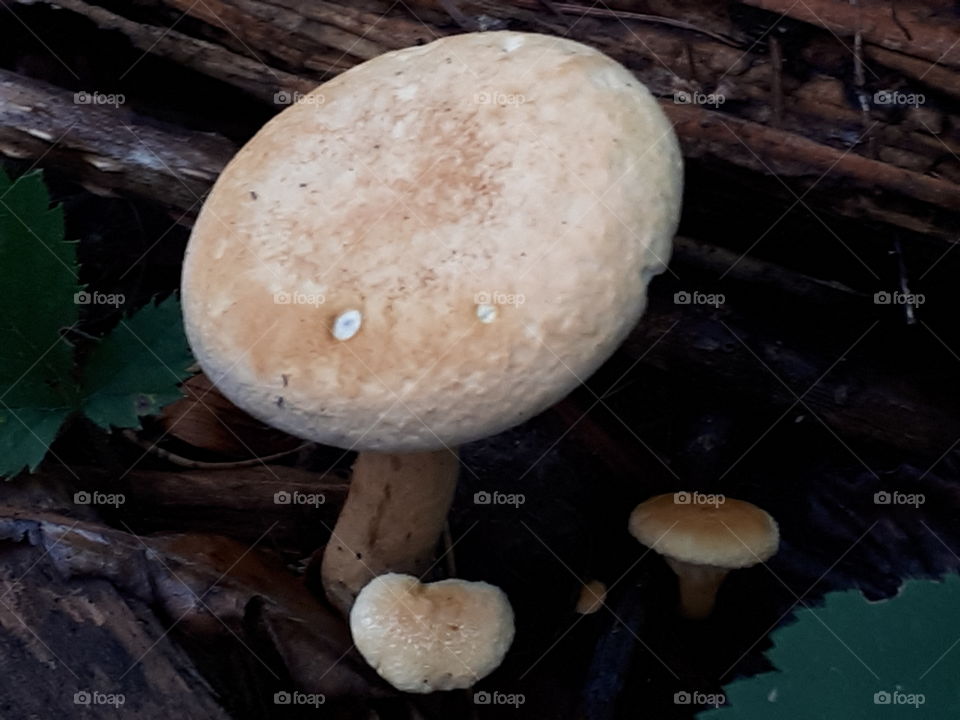 Mushroom, Fungus, No Person, Wood, Fall