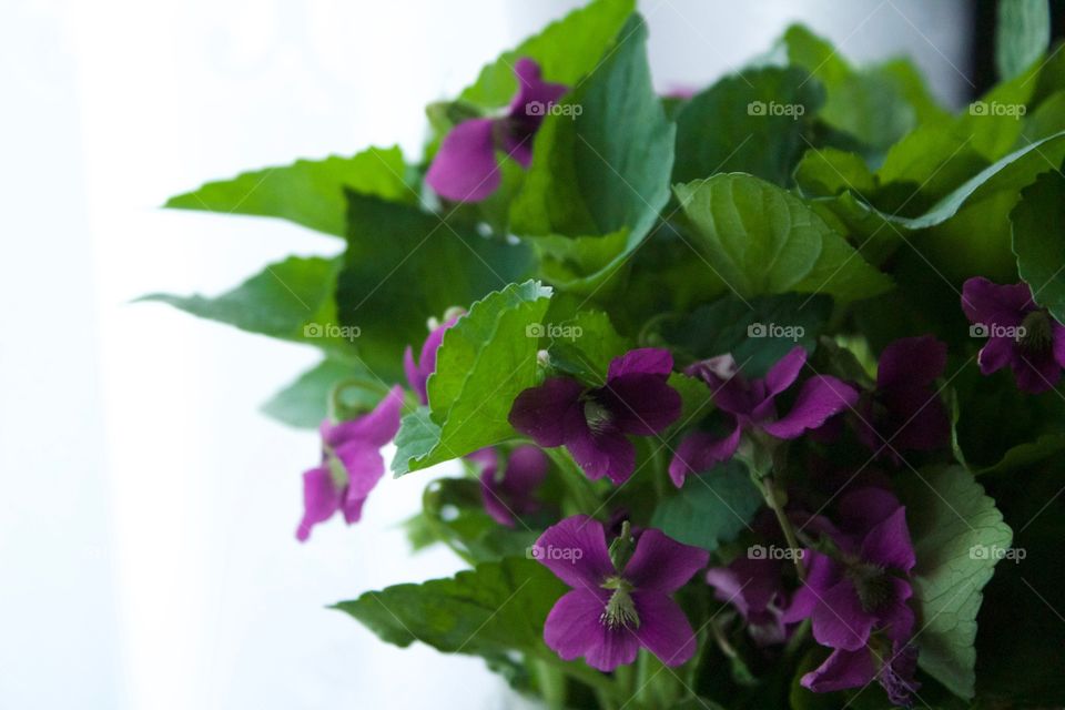 Backlit bouquet of purple violets 