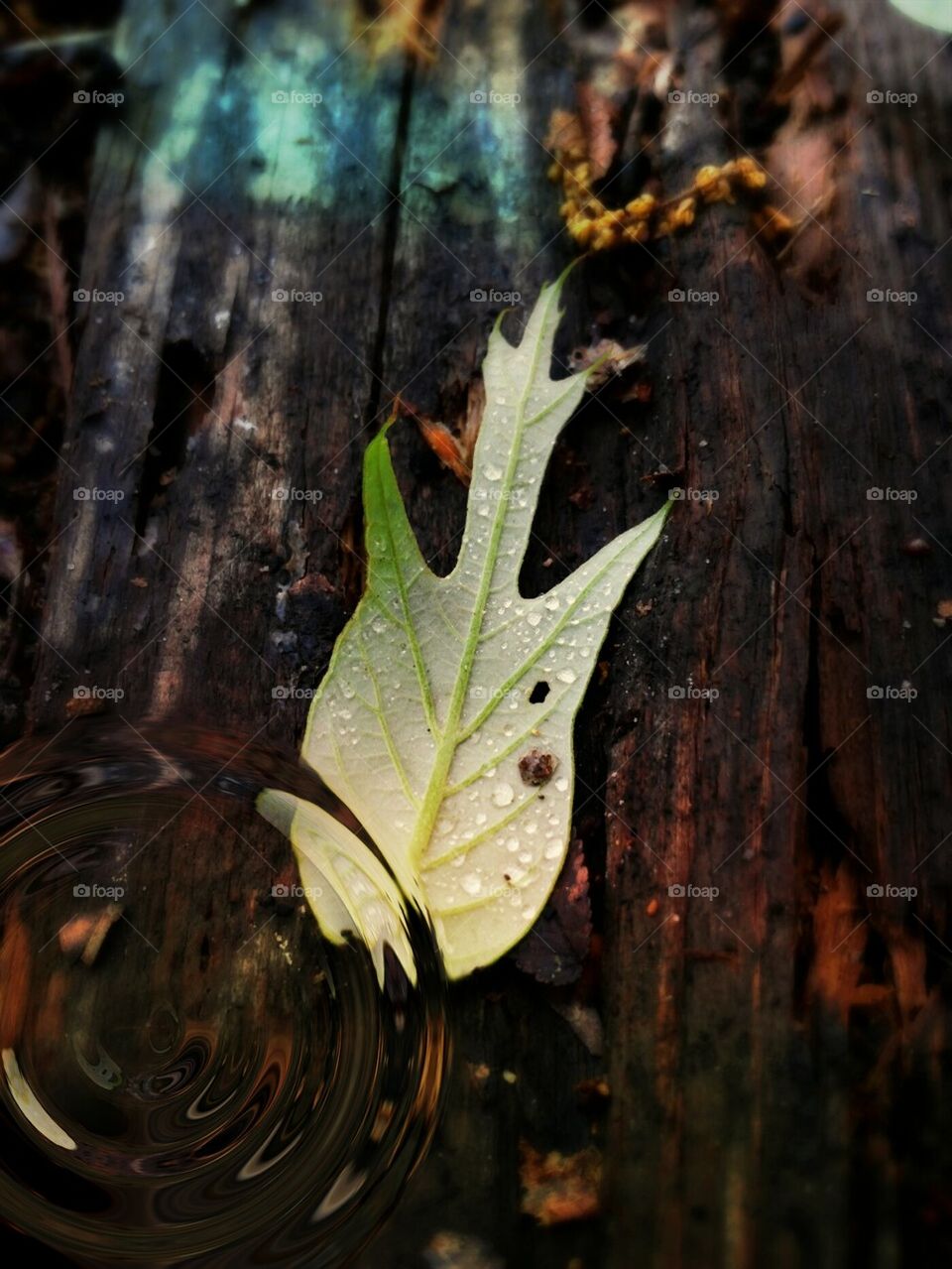mystical leaf 