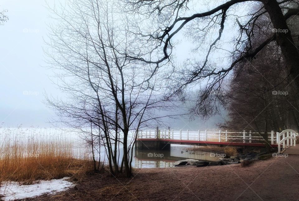 Bare black trees give great contrast to thick mist risig from sea. Magical quiet moment.