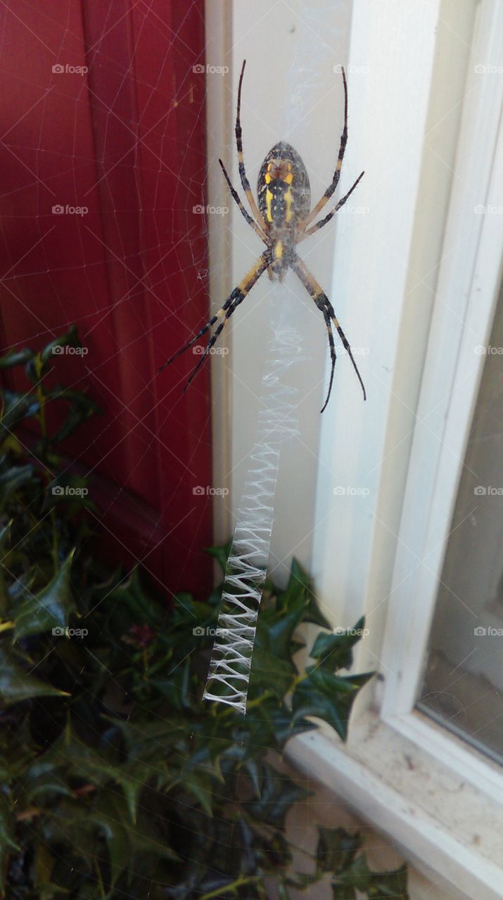 garden spider