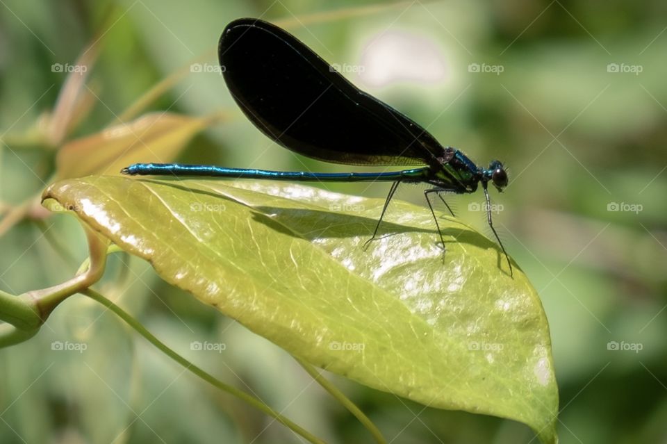 A beautiful ebony jewelwing damselfly with a metallic teal-colored tail rests on a leaf at Yates Mill County Park in Raleigh North Carolina. 