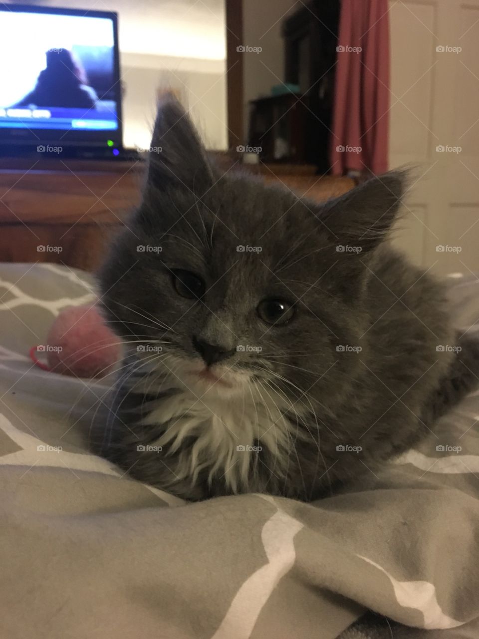Little Gray Kitten looks intently. 