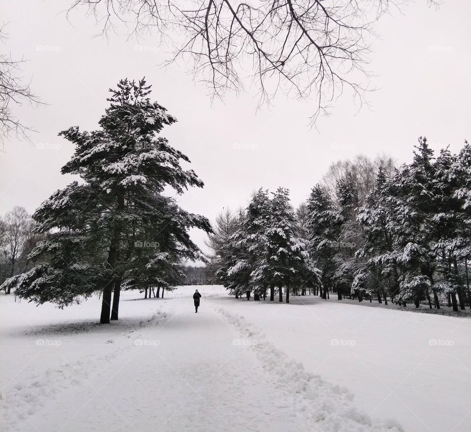 Winter snowy park beautiful landscape and person walking