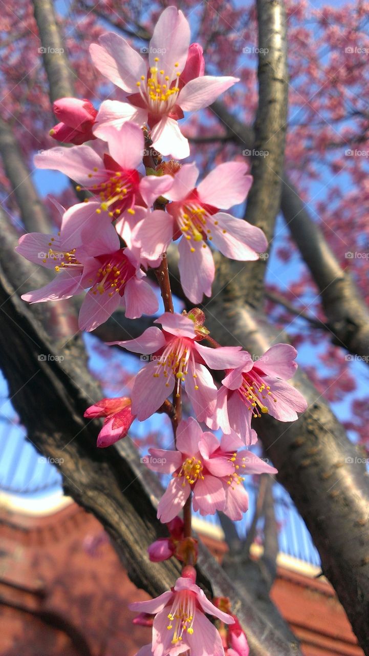 cherry blossom