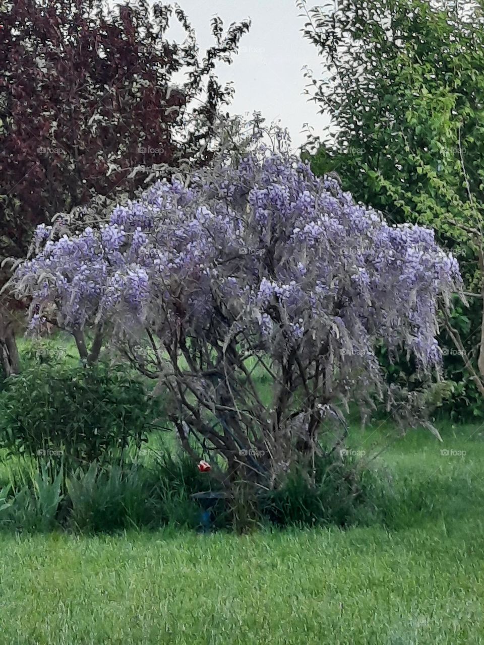 pastel colours  lavender