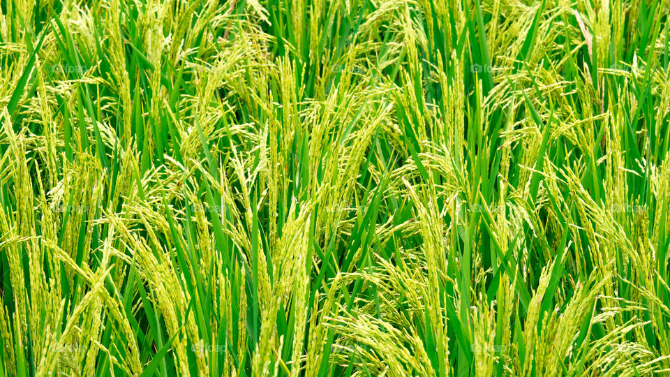 Beautiful Golden Yellow Paddys Fields