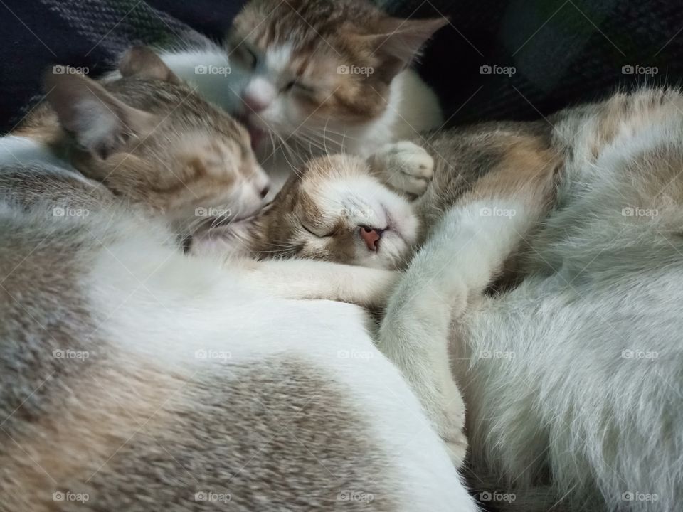 Cute cat in love