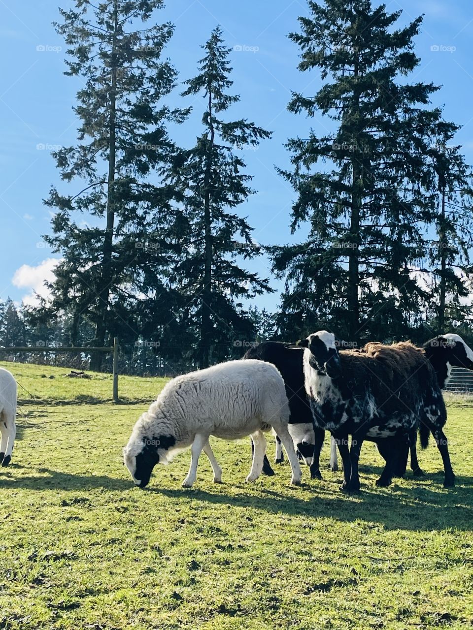 Beautiful sheep and lambs grazing on the pasture with trees