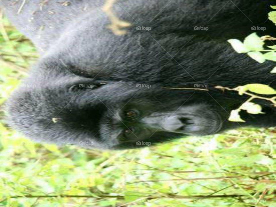 Nature, Mammal, Animal, Wild, Wildlife