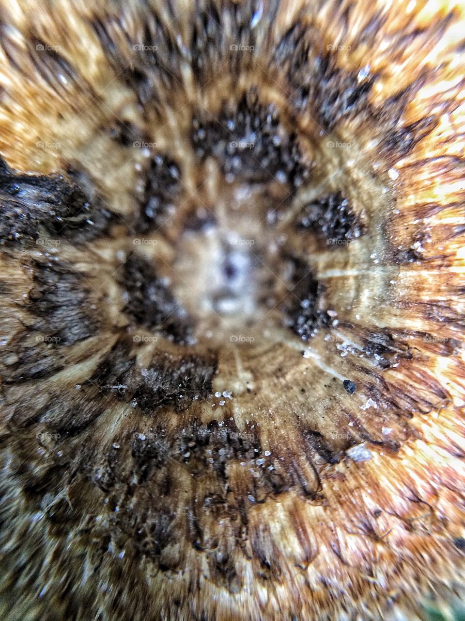 Inside mushroom  | Photo with iPhone 5S + Macro lens.