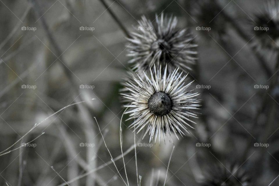 Close-up of seed