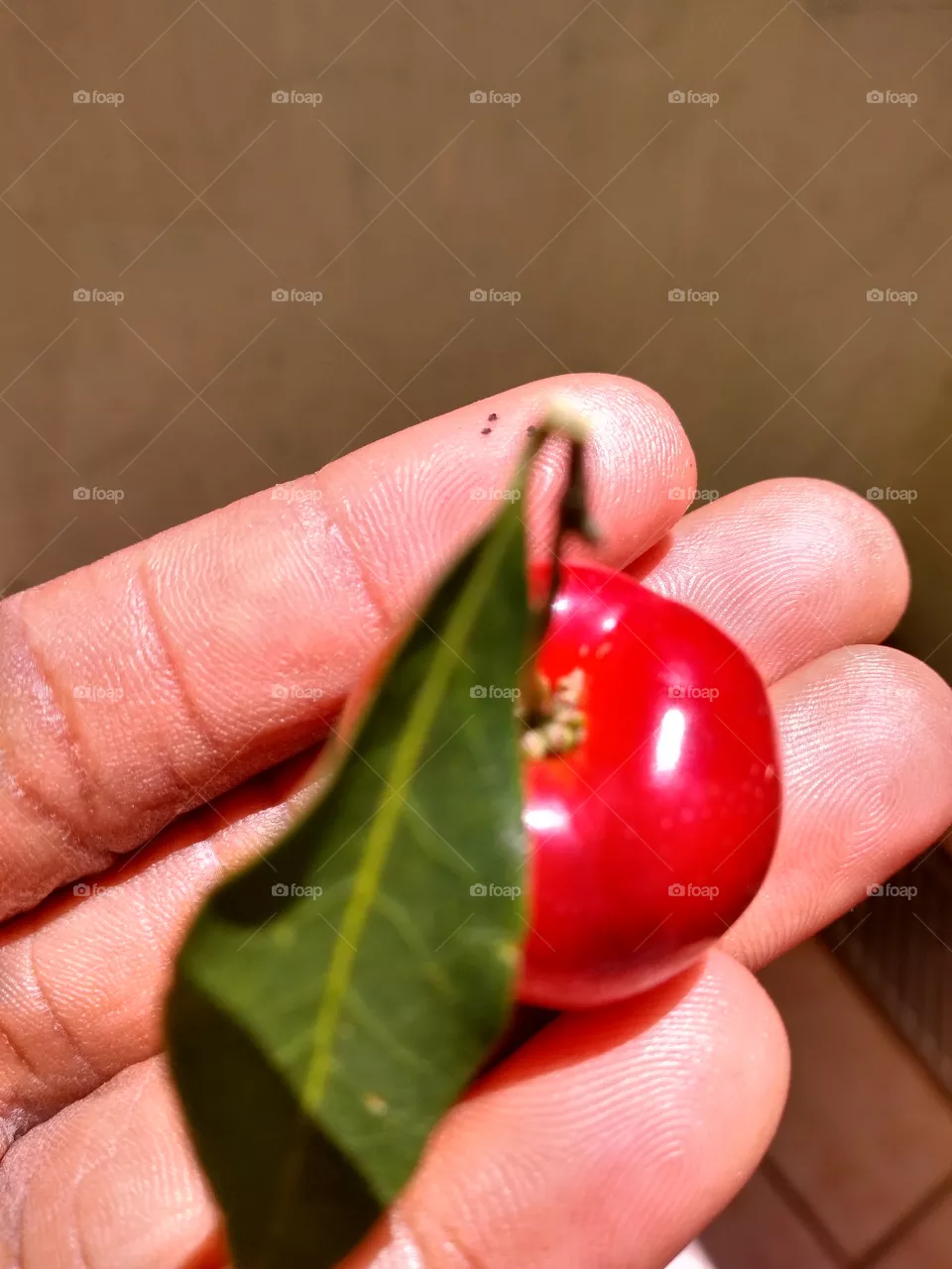 acerola