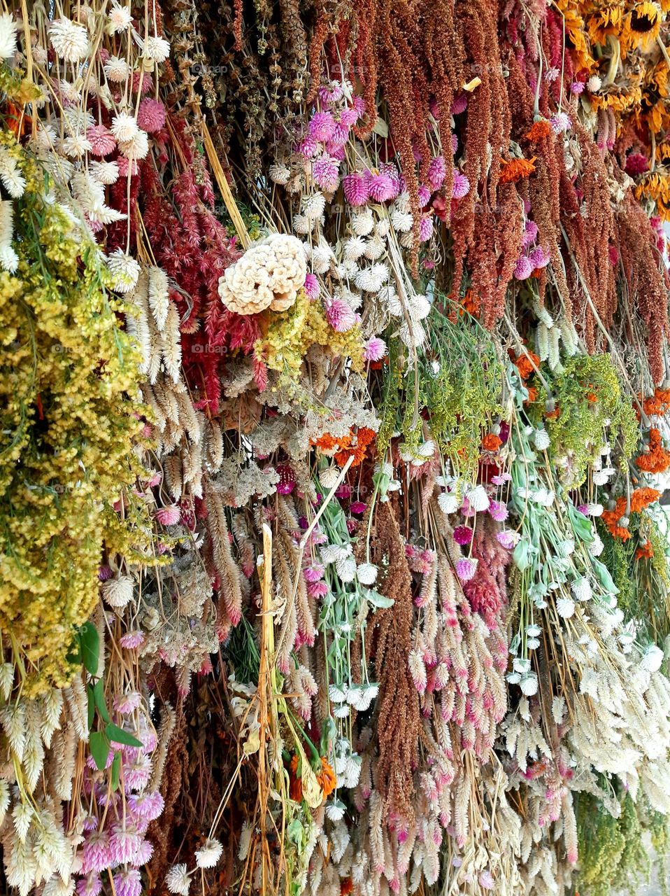 Everlasting flowers. Harvest