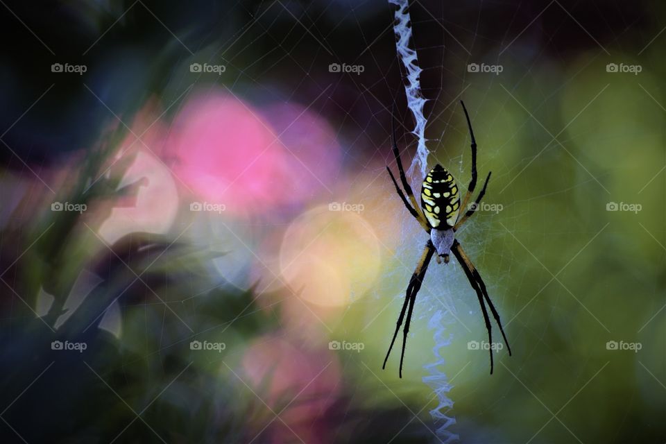 Spider