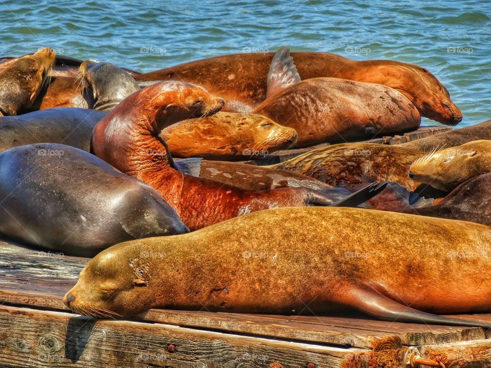 California sea lions