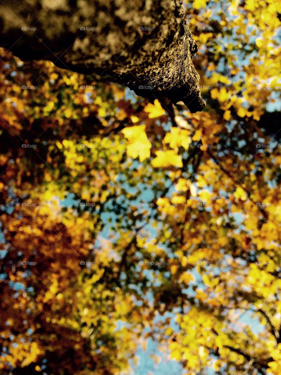 Took a hike at just the right time. I happened to find the forest right as it had reached its prime and just before the colors began to fade.