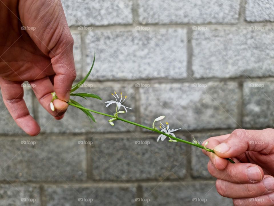 hands gently holding a thin branch of a plant with a bud of small flowers about to bloom