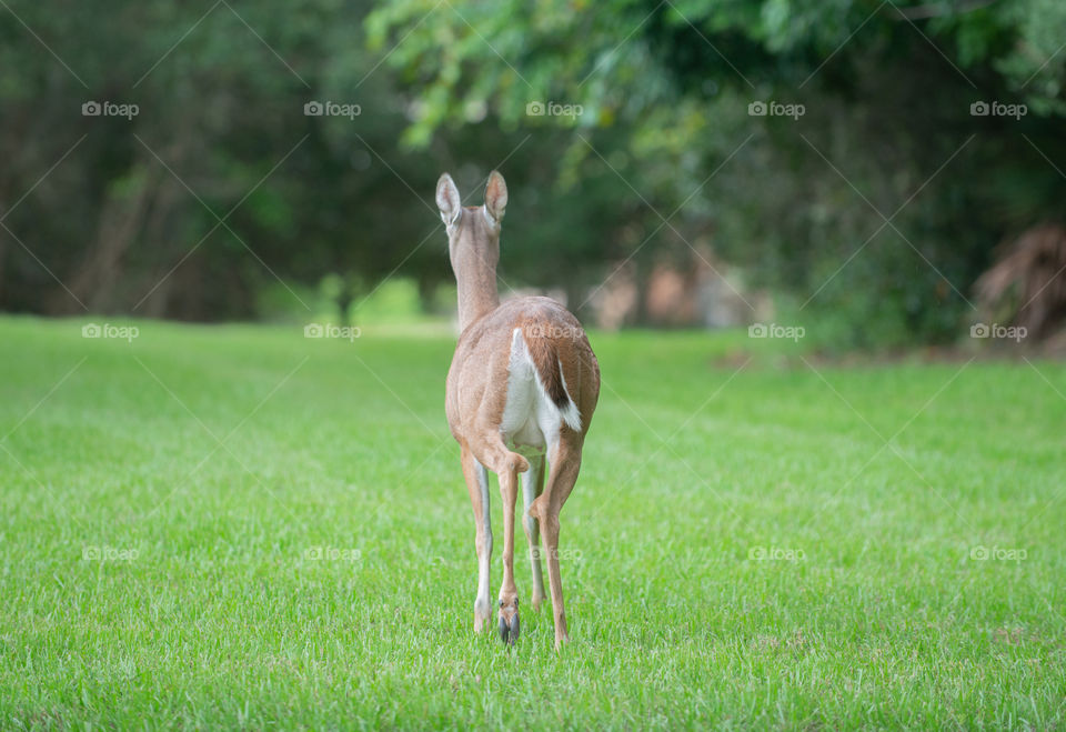 Deer running away in field