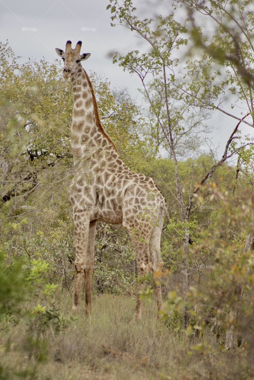 A giraffe standing tall 