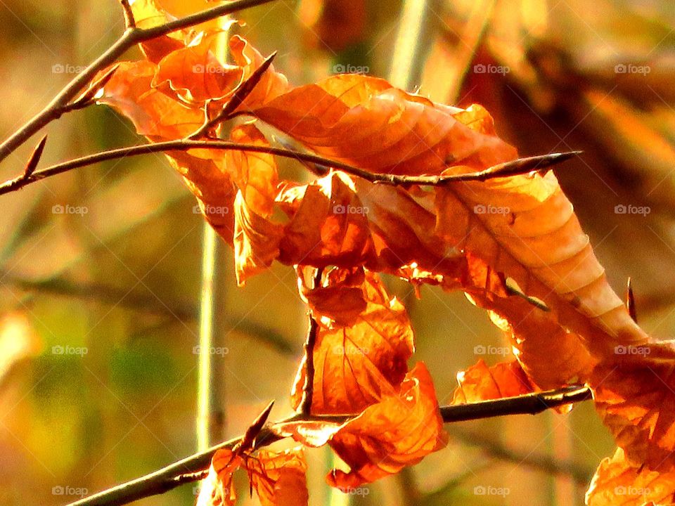 autumn leaves