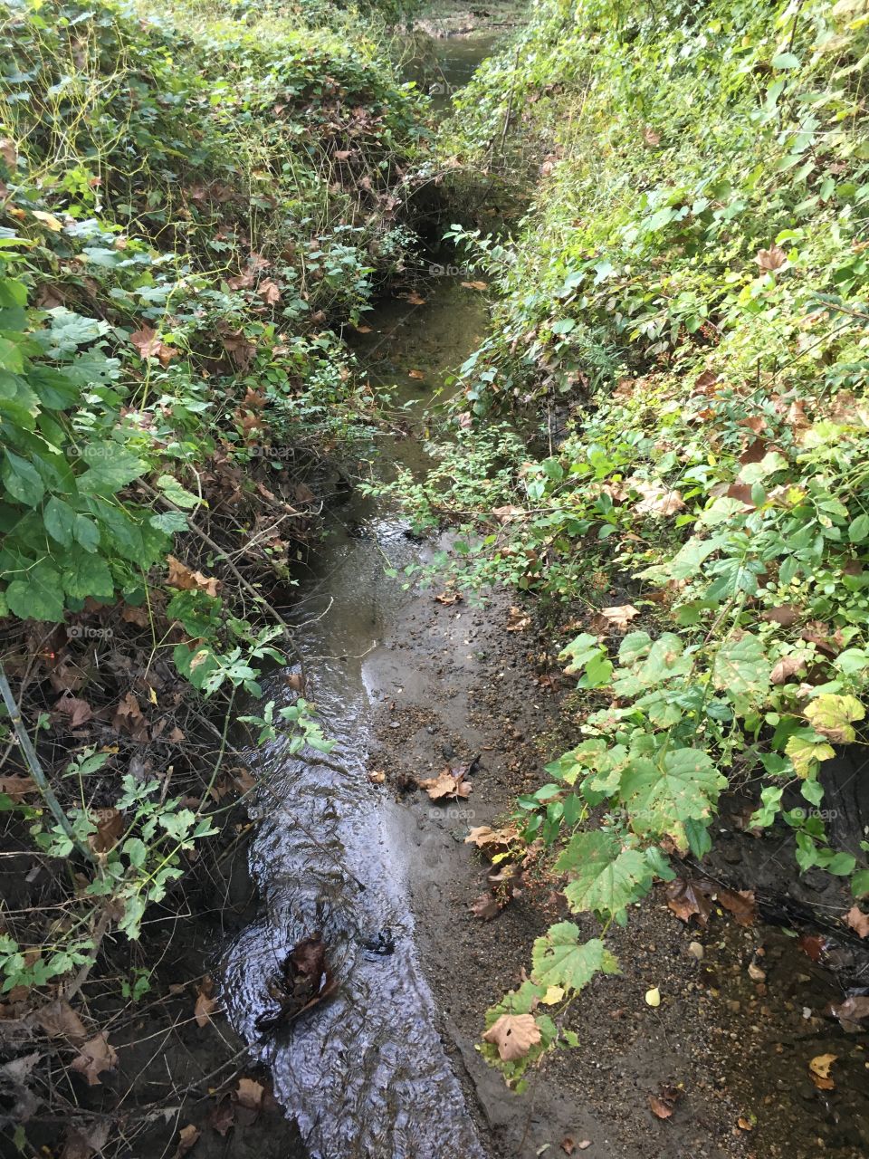 Muddy path in CT in the fall