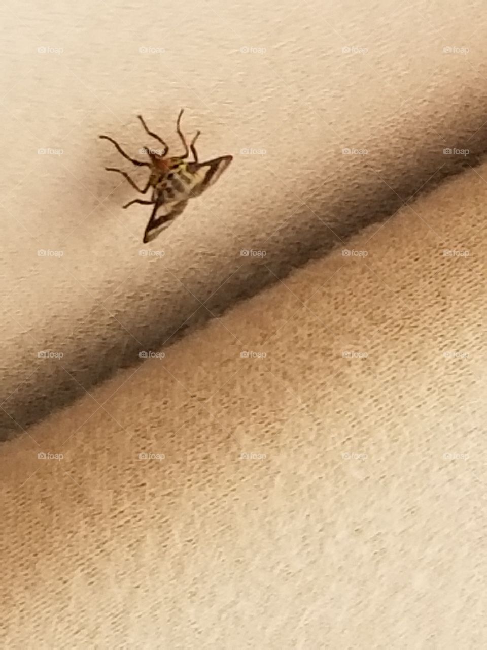 Some kind of bug.