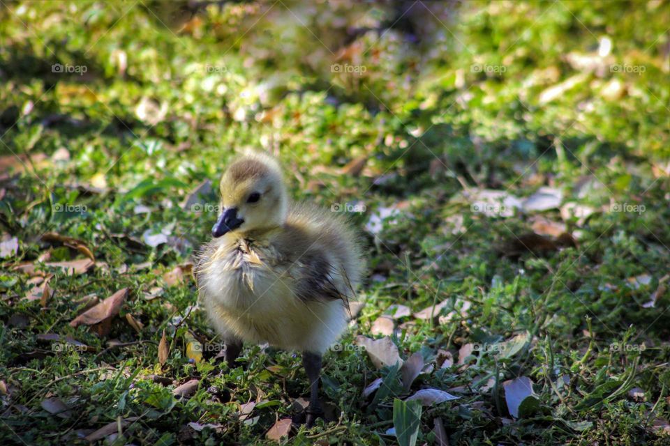 duckling