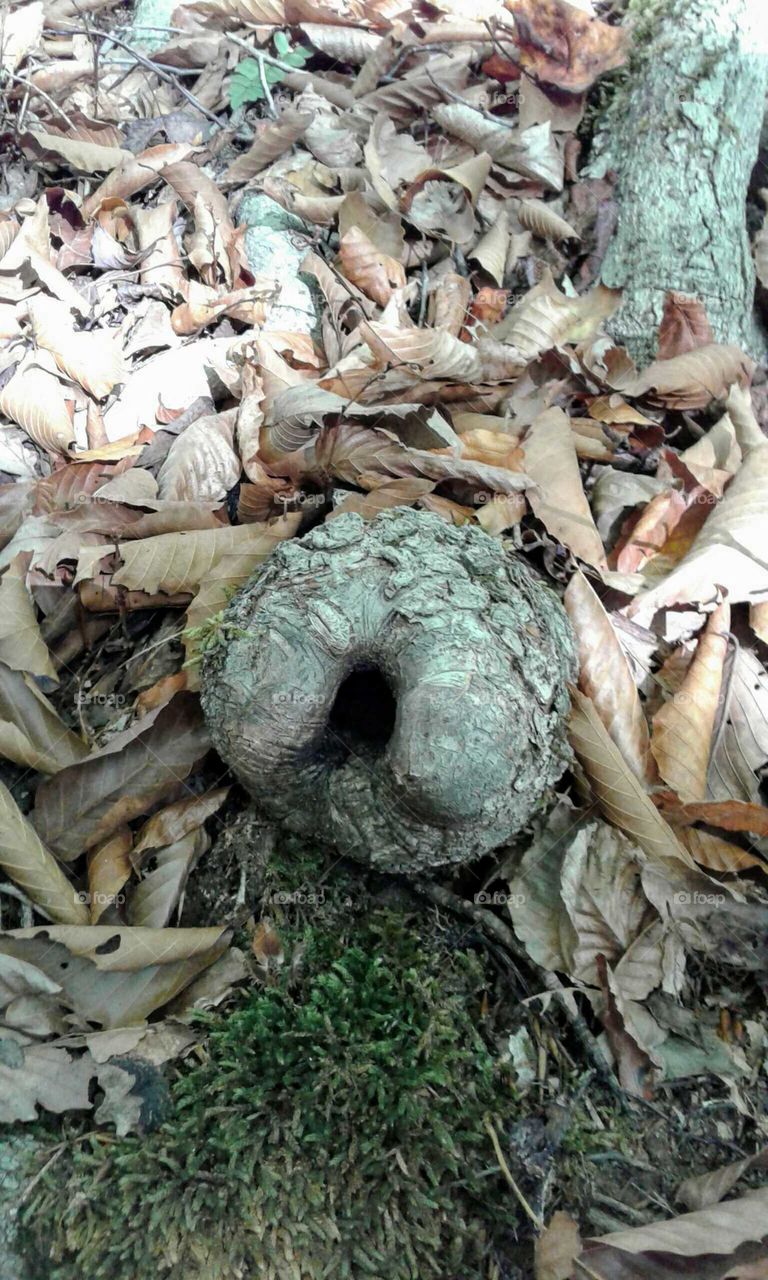 Unusual Tree Root