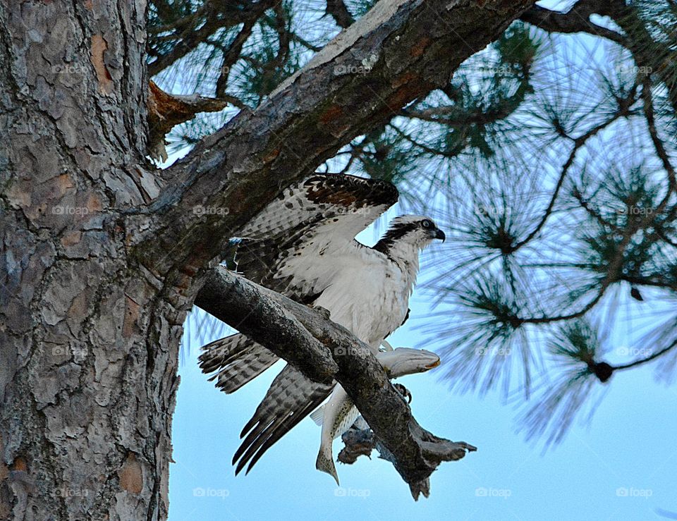 Osprey with catch of the day