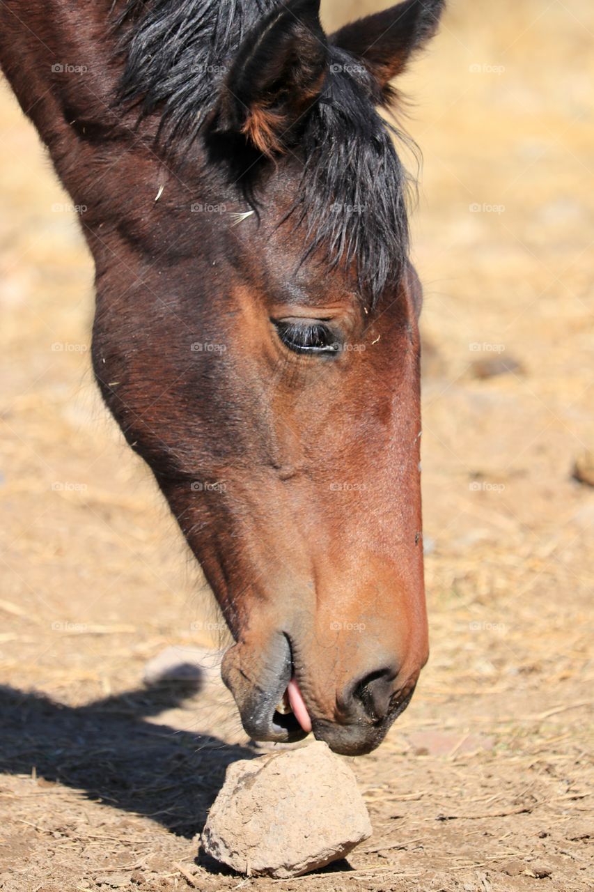 Wild American mustang horse licking desert stone closeup profile headshot 