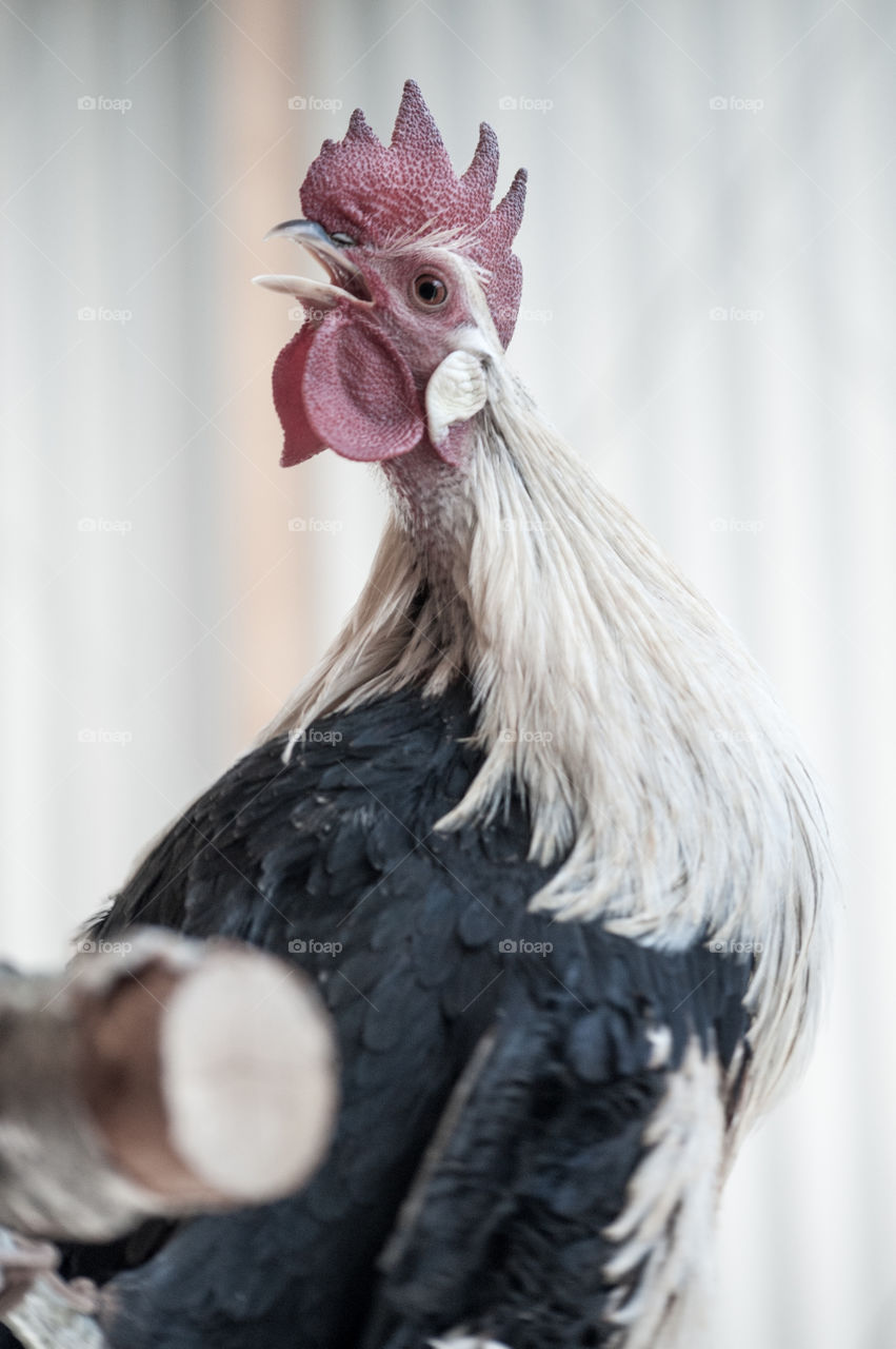 Close-up of a rooster