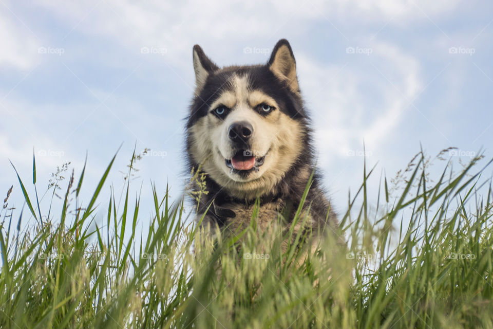 Husky in the grass. Dog in the grass on sky background. Dog on the morning meadow