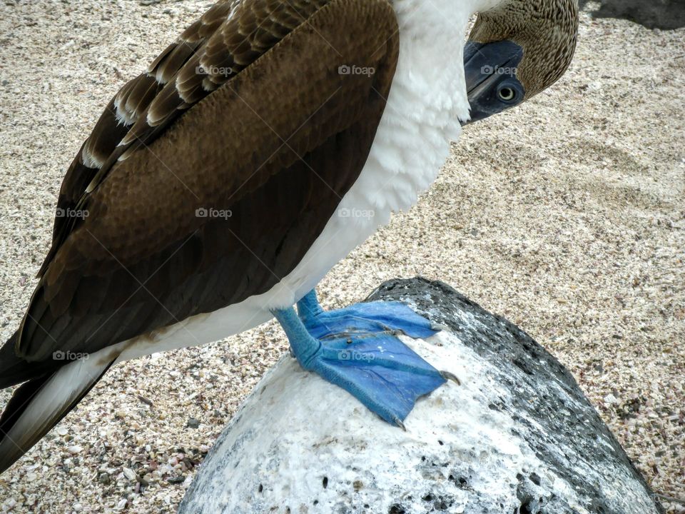 Galapagos