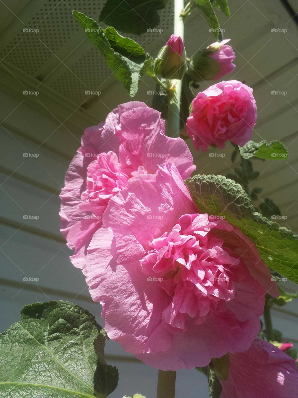 pink hollyhock blooms