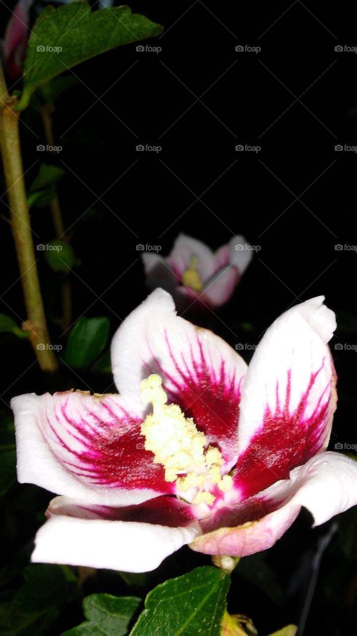 Flower, No Person, Nature, Leaf, Flora