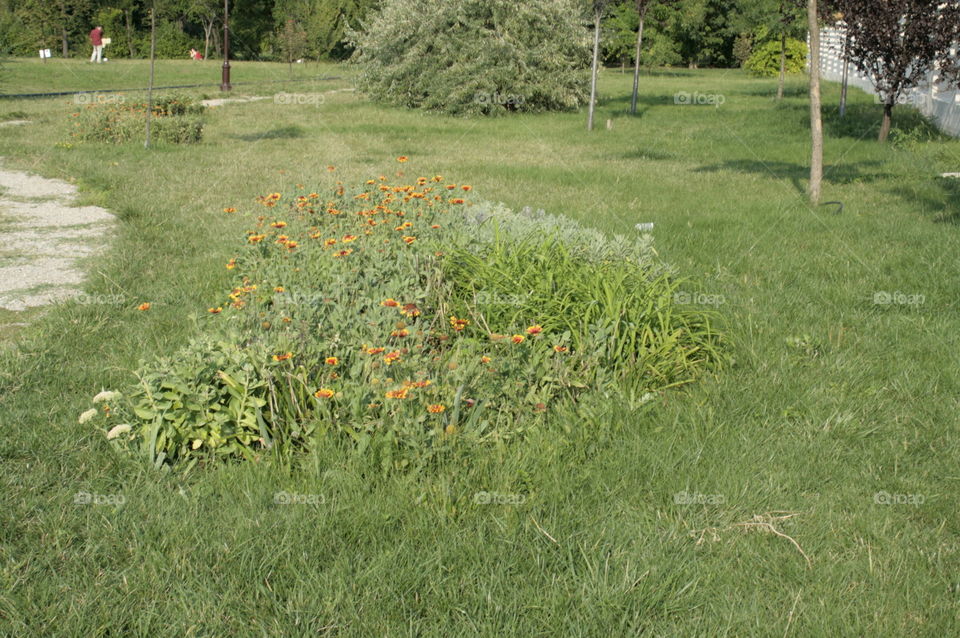 flowers