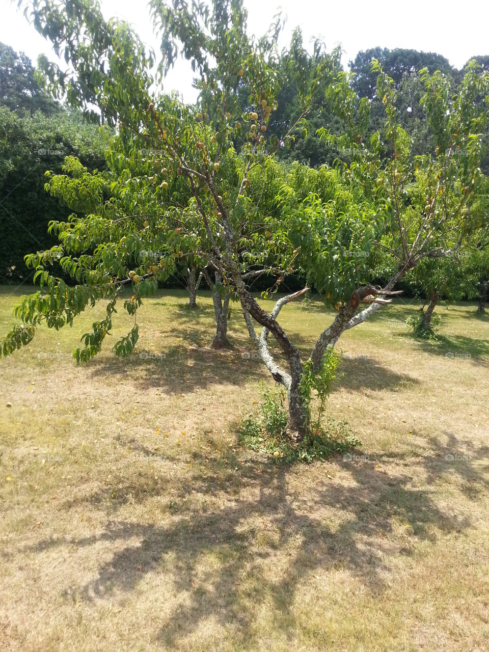fruit bearing tree