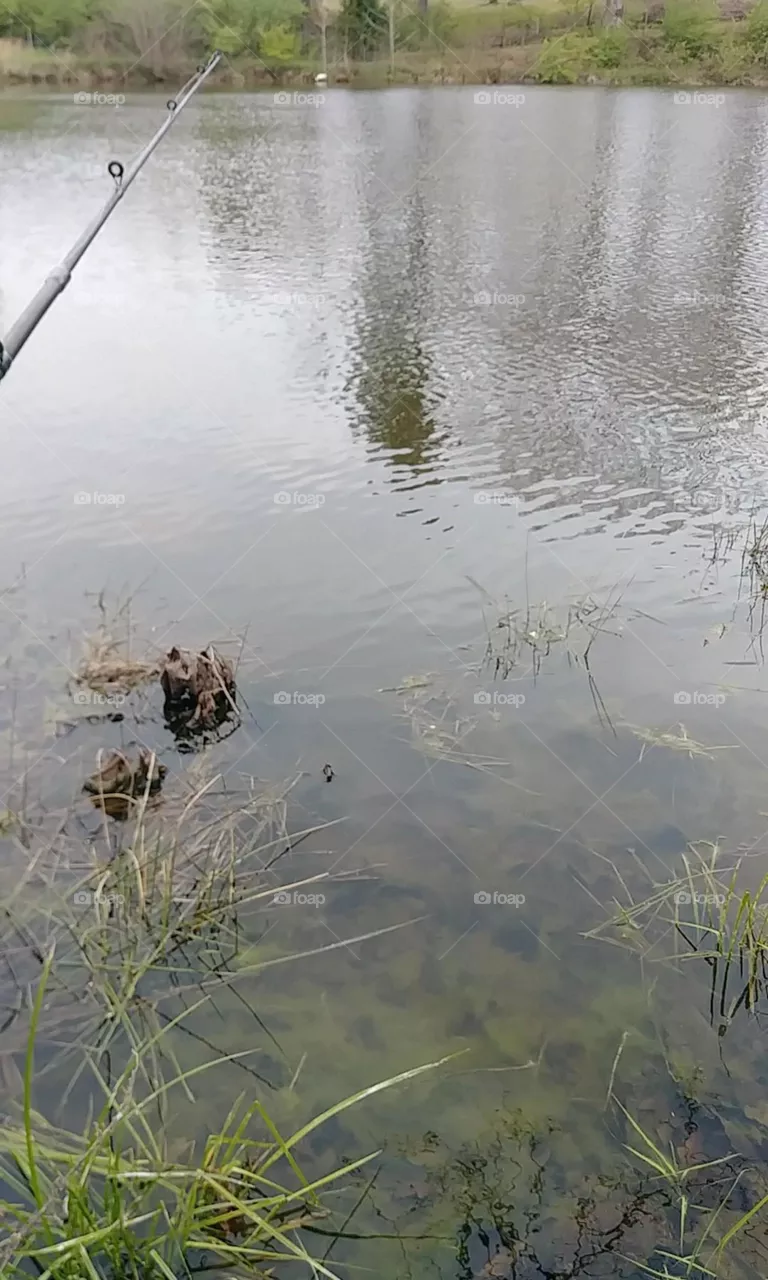 Ga. pond