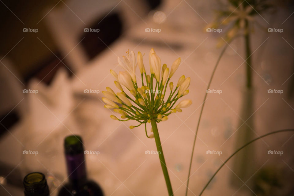 green flower white wine by badpseudonym