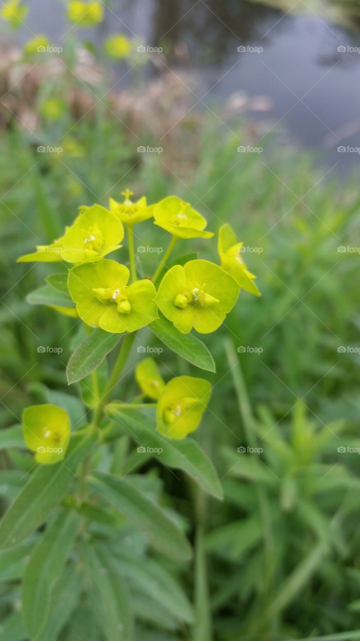 fall wild flower