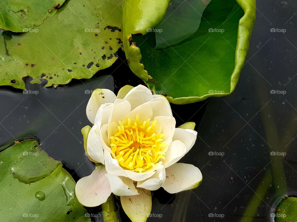 flowers, water lily, botanic garden, summer