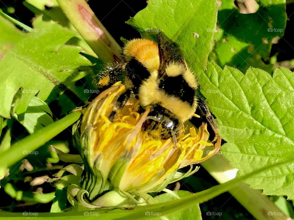 Bumble on a dandelion 