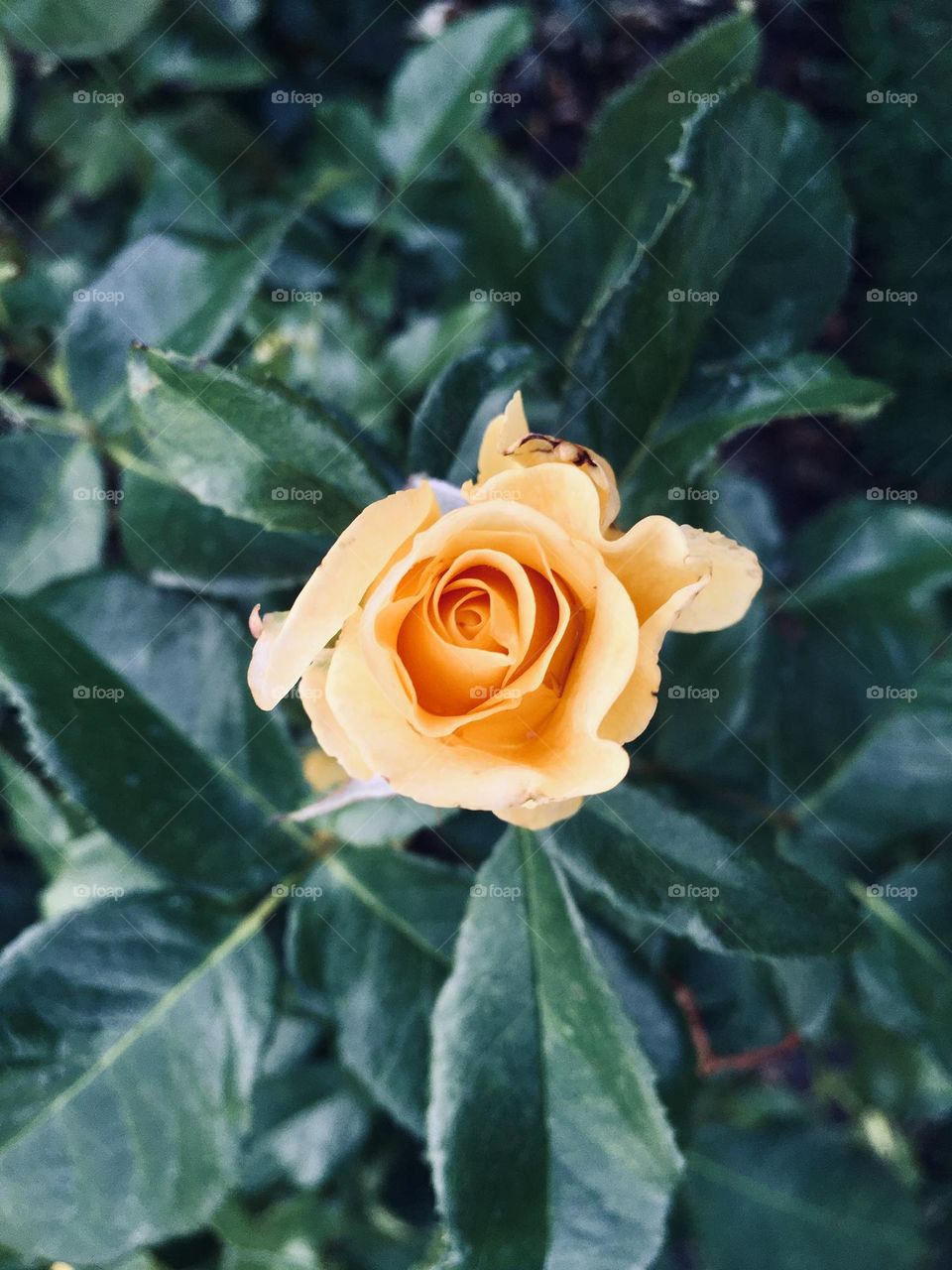 Beautiful yellow rose in the garden directly from above 