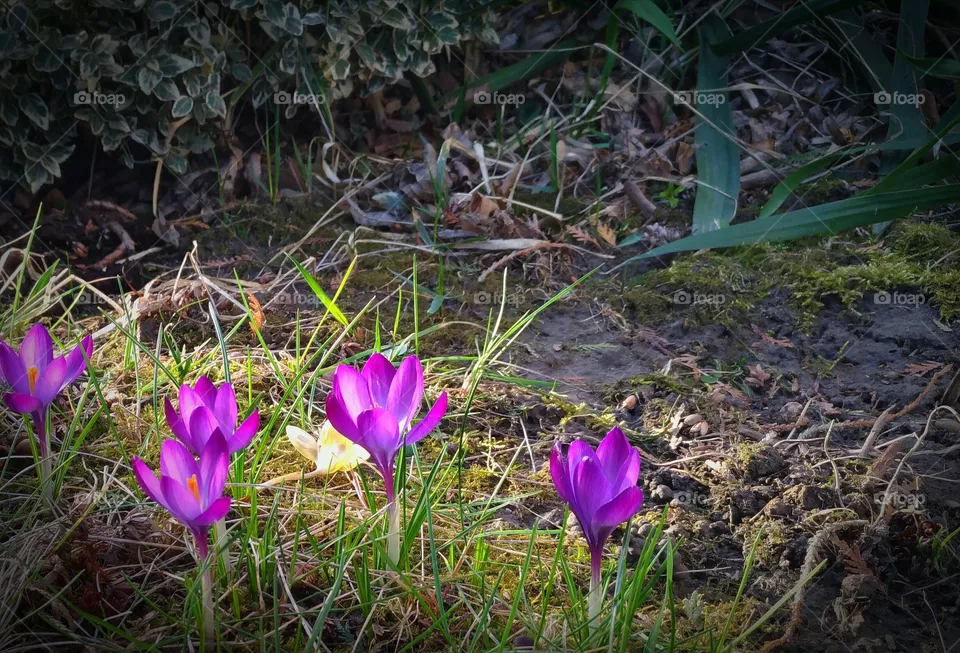 crocuses